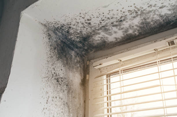 Affordable Attic Mold Remediation solutions in Deltaville, VA